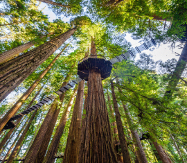 Eureka Zoo Redwood Skywalk 