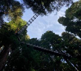 Eureka Zoo Redwood Skybridge