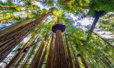 Redwood Sky Walk