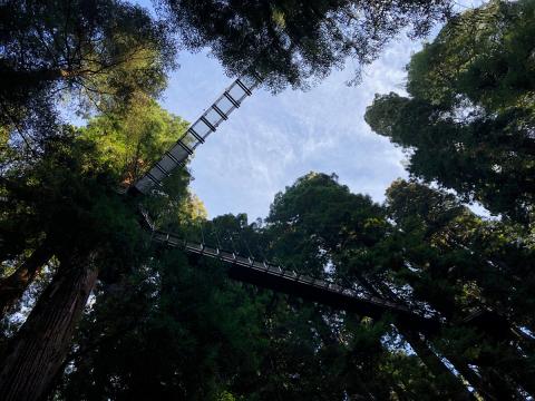Redwood Skywalk Eureka Zoo California Structural design of Redwood Skywalk Eureka Zoo California